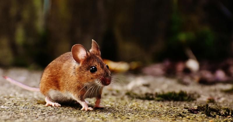 5 Buah Pengusir Tikus di Rumah, Cara Alami yang Ampuh
